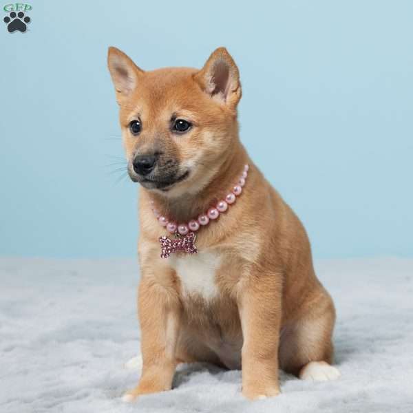 Tillie, Shiba Inu Puppy